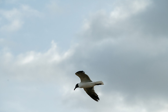 Z72_9952