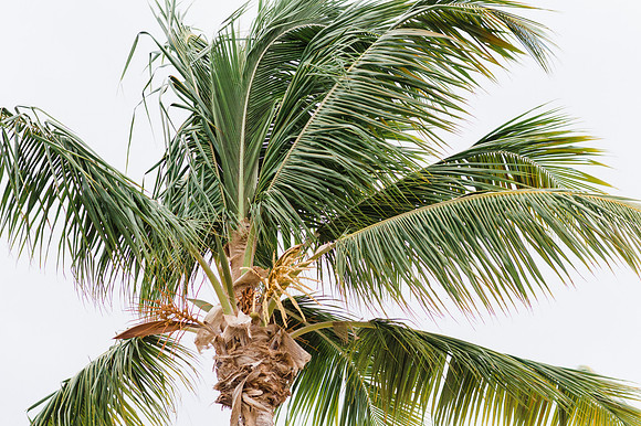 elopement-elope-wedding-limetree-st-thomas-5