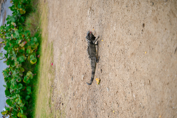 DSC_8549